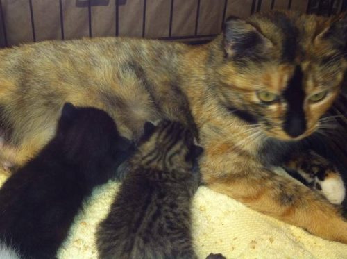 9f967f_1bf1bab541ee4e9097460796f6c4d619