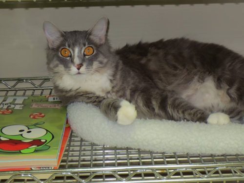 9f967f_775bac4168214404b68ae9e85bc4bc86